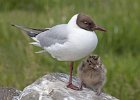 Black Headed Gull